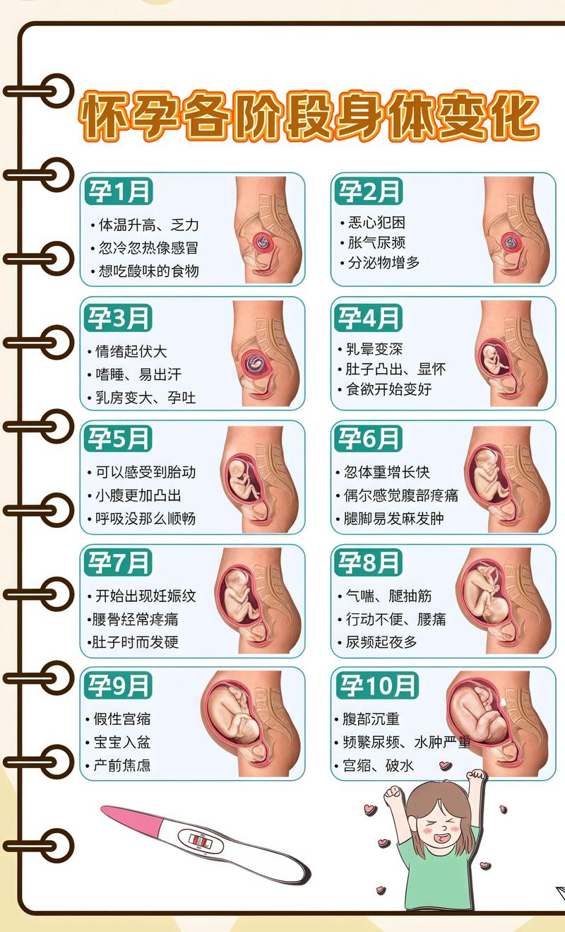 揭秘供卵代孕妈妈怀孕小腹分两节，孕期变化的奥秘六盘水代生机构: